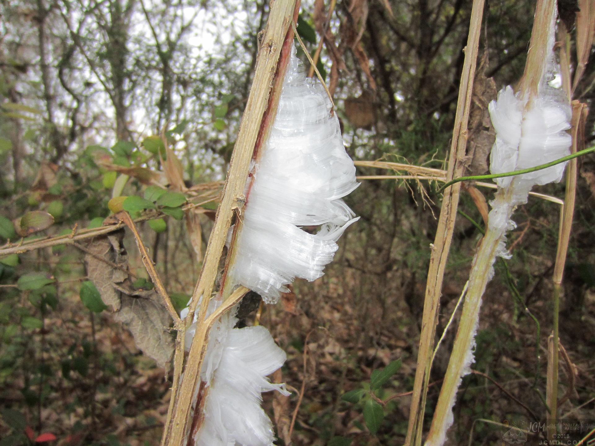 Ice flowers (freezing water slowly-oozed from plant stems, TN)